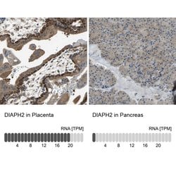 Invitrogen DIAPH2 Polyclonal Antibody 100 &mu;L; Unconjugated:Antibodies,