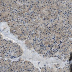 Invitrogen DIAPH2 Polyclonal Antibody 100 &mu;L; Unconjugated:Antibodies,