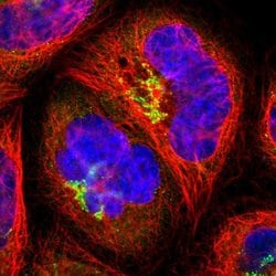 SEC16A Polyclonal Antibody:Antibodies, Polyclonal