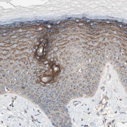 SEC16A Polyclonal Antibody:Antibodies, Polyclonal