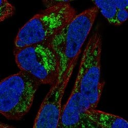 Invitrogen ARMX1 Polyclonal Antibody 100 &mu;L; Unconjugated:Antibodies,