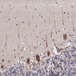 Invitrogen ARMX1 Polyclonal Antibody 100 &mu;L; Unconjugated:Antibodies,