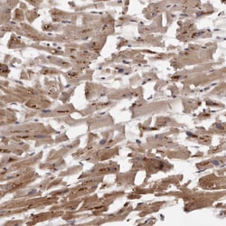 Invitrogen ARMX1 Polyclonal Antibody 100 &mu;L; Unconjugated:Antibodies,