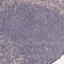 Invitrogen ARMX1 Polyclonal Antibody 100 &mu;L; Unconjugated:Antibodies,