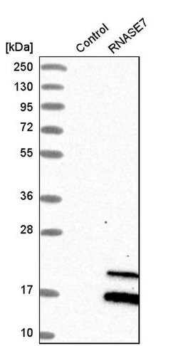 Invitrogen RNASE7 Polyclonal Antibody 100 &mu;L; Unconjugated:Antibodies,