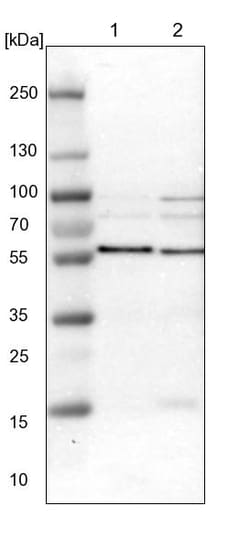 Invitrogen SNX4 Polyclonal Antibody 100 &mu;L | Buy Online | Invitrogen&trade; | Fisher Scientific
