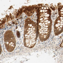 Invitrogen SELENBP1 Polyclonal Antibody 100 &mu;L; Unconjugated:Antibodies,