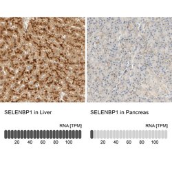 Invitrogen SELENBP1 Polyclonal Antibody 100 &mu;L; Unconjugated:Antibodies,