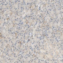 Invitrogen SELENBP1 Polyclonal Antibody 100 &mu;L; Unconjugated:Antibodies,
