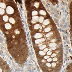 Invitrogen SELENBP1 Polyclonal Antibody 100 &mu;L; Unconjugated:Antibodies,