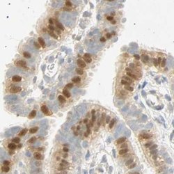 Invitrogen SELENBP1 Polyclonal Antibody 100 &mu;L; Unconjugated:Antibodies,