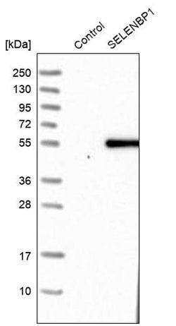 Invitrogen SELENBP1 Polyclonal Antibody 100 &mu;L; Unconjugated:Antibodies,