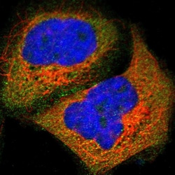 Invitrogen N-WASP Polyclonal Antibody 100 &mu;L; Unconjugated:Antibodies,