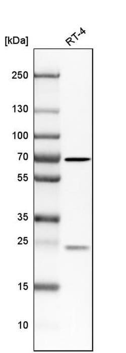 Invitrogen N-WASP Polyclonal Antibody 100 &mu;L; Unconjugated:Antibodies,