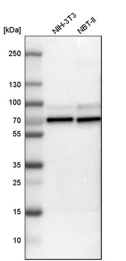 Invitrogen N-WASP Polyclonal Antibody 100 &mu;L; Unconjugated:Antibodies,