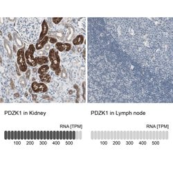 Invitrogen PDZK1 Polyclonal Antibody 100 &mu;L; Unconjugated:Antibodies,