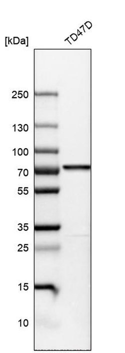 Invitrogen PDZK1 Polyclonal Antibody 100 &mu;L; Unconjugated:Antibodies,