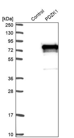 Invitrogen PDZK1 Polyclonal Antibody 100 &mu;L; Unconjugated:Antibodies,