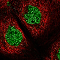 Invitrogen ZNF434 Polyclonal Antibody 100 &mu;L; Unconjugated:Antibodies,