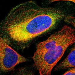 Invitrogen TCP11L1 Polyclonal Antibody 100 &mu;L; Unconjugated:Antibodies,