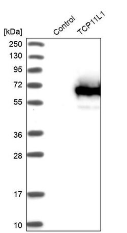Invitrogen TCP11L1 Polyclonal Antibody 100 &mu;L; Unconjugated:Antibodies,
