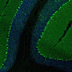Invitrogen PCP4 Polyclonal Antibody 100 &mu;L; Unconjugated:Antibodies,