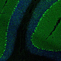 Invitrogen PCP4 Polyclonal Antibody 100 &mu;L; Unconjugated:Antibodies,
