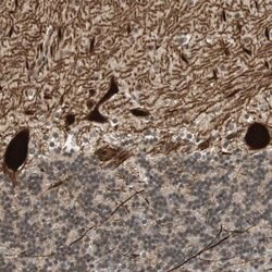 Invitrogen PCP4 Polyclonal Antibody 100 &mu;L; Unconjugated:Antibodies,