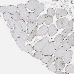 Invitrogen GRHL1 Polyclonal Antibody 100 &mu;L; Unconjugated:Antibodies,