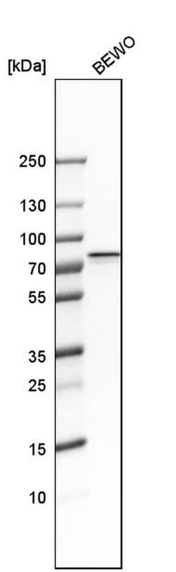 Invitrogen GRHL1 Polyclonal Antibody 100 &mu;L; Unconjugated:Antibodies,