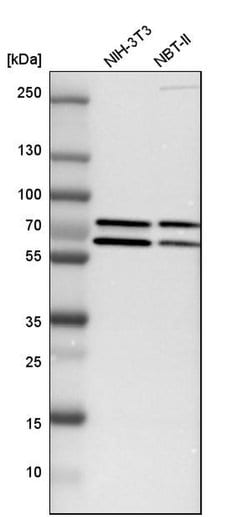 Invitrogen GRHL1 Polyclonal Antibody 100 &mu;L; Unconjugated:Antibodies,
