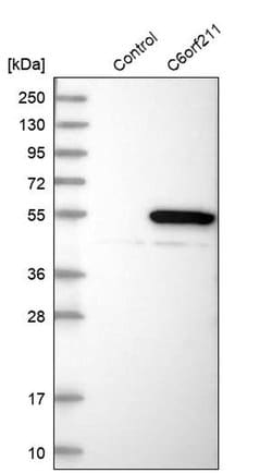 Invitrogen C6orf211 Polyclonal Antibody 100 &mu;L; Unconjugated:Antibodies,