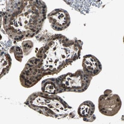 Invitrogen eIF2b beta Polyclonal Antibody 100 &mu;L; Unconjugated:Antibodies,