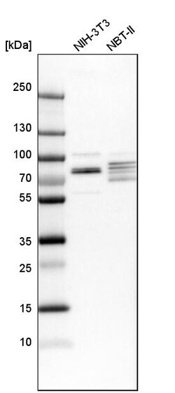 Invitrogen EXD2 Polyclonal Antibody 100 &mu;L; Unconjugated:Antibodies,