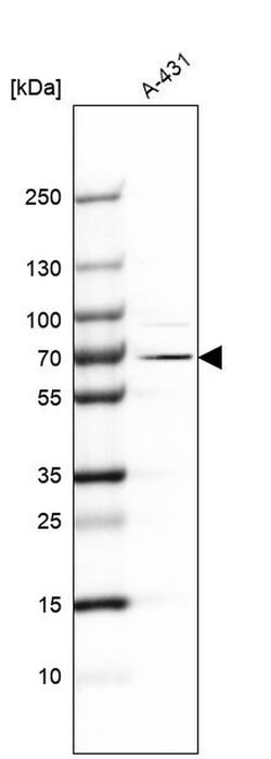 Invitrogen EXD2 Polyclonal Antibody 100 &mu;L; Unconjugated:Antibodies,