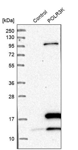 Invitrogen POLR3K Polyclonal Antibody 100 &mu;L; Unconjugated:Antibodies,