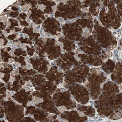Invitrogen MSTO1 Polyclonal Antibody 100 &mu;L; Unconjugated:Antibodies,