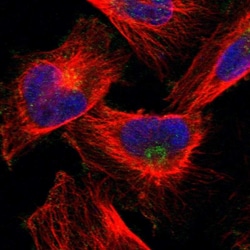 Invitrogen FAM65A Polyclonal Antibody 100 &mu;L; Unconjugated:Antibodies,