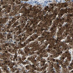 Invitrogen FAM65A Polyclonal Antibody 100 &mu;L; Unconjugated:Antibodies,