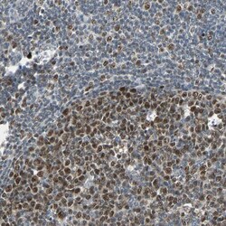 Invitrogen HLX Polyclonal Antibody 100 &mu;L; Unconjugated:Antibodies,