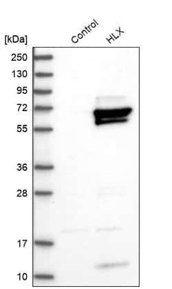 Invitrogen HLX Polyclonal Antibody 100 &mu;L | Buy Online | Invitrogen&trade; | Fisher Scientific