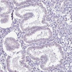 Invitrogen TEX33 Polyclonal Antibody 100 &mu;L; Unconjugated:Antibodies,