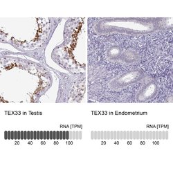 Invitrogen TEX33 Polyclonal Antibody 100 &mu;L; Unconjugated:Antibodies,