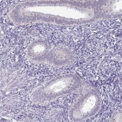 Invitrogen TEX33 Polyclonal Antibody 100 &mu;L; Unconjugated:Antibodies,