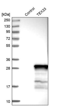 Invitrogen TEX33 Polyclonal Antibody 100 &mu;L; Unconjugated:Antibodies,