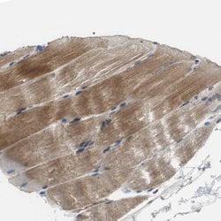 Invitrogen MTIF2 Polyclonal Antibody 100 &mu;L; Unconjugated:Antibodies,