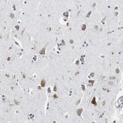 Invitrogen RPL35 Polyclonal Antibody 100 &mu;L; Unconjugated:Antibodies,