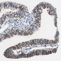 Invitrogen RPL35 Polyclonal Antibody 100 &mu;L; Unconjugated:Antibodies,