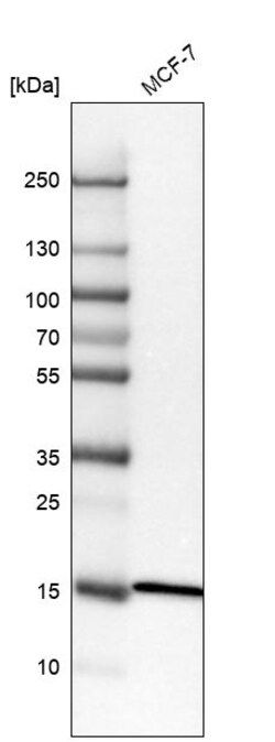 Invitrogen RPL35 Polyclonal Antibody 100 &mu;L; Unconjugated:Antibodies,