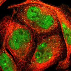 Invitrogen ELF2 Polyclonal Antibody 100 &mu;L; Unconjugated:Antibodies,